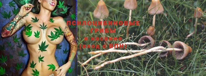 Галлюциногенные грибы Magic Shrooms  маркетплейс телеграм  Уржум  где купить  